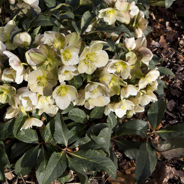 Helleborus 'HGC Marlon' (4.5 litre pot) image 2