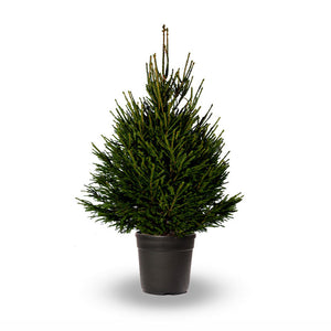 Norway Spruce Premium Pot Grown Christmas Tree image 0