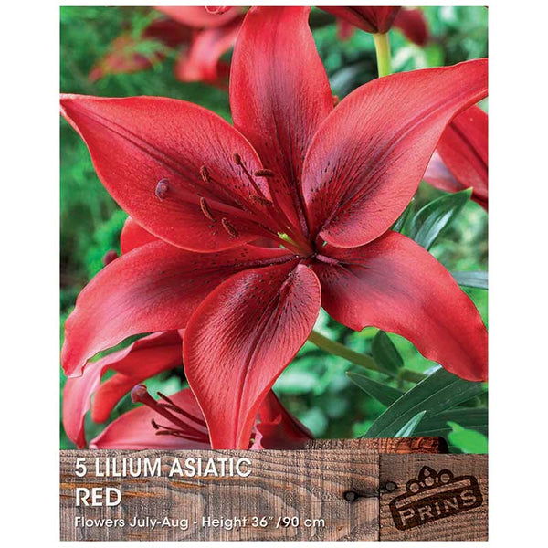 Lilium 'Asiatic Red' Bulbs image 0