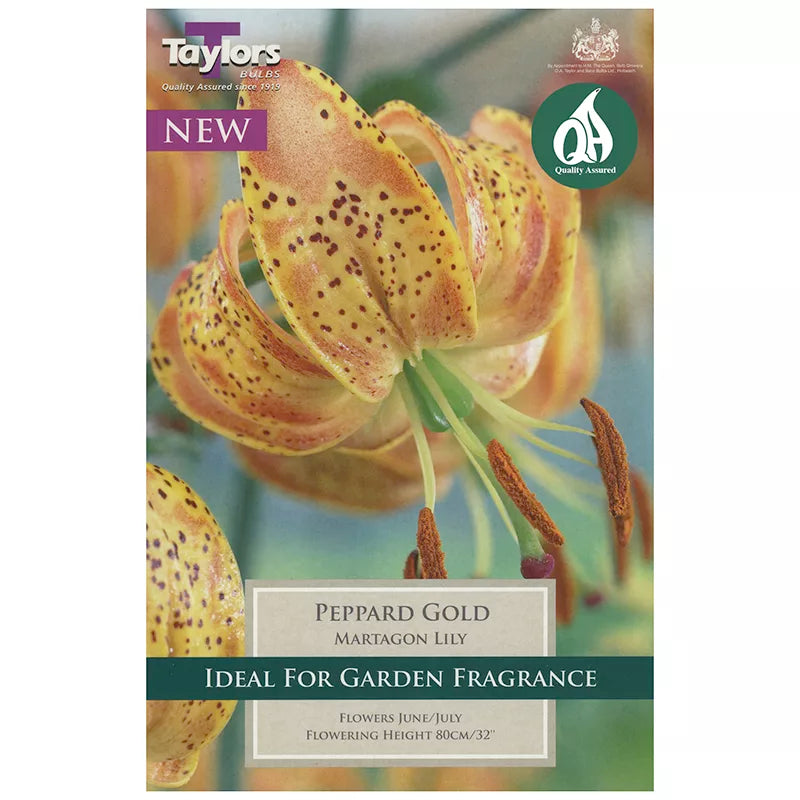 Lilium 'Peppard Gold' (2 bulbs) image 0