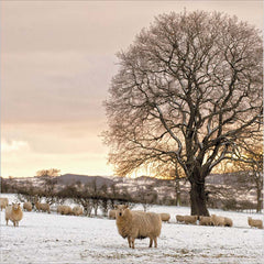 Woodmansterne Picturesque Snowy Sheep Field Christmas Card