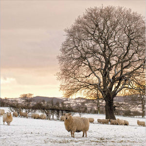 Woodmansterne Picturesque Snowy Sheep Field Christmas Card