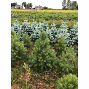 Needlefresh Scots Pine Pot Grown Christmas Tree image 1