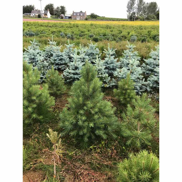 Needlefresh Scots Pine Pot Grown Christmas Tree image 1