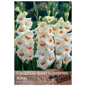 Gladioli Giant Flowering 'Ajax' - 10 bulbs image 0