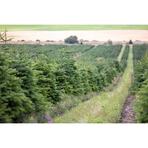 Needlefresh Nordmann Fir Cut Christmas Tree image 3