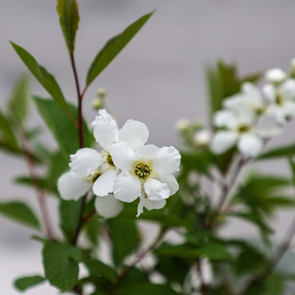 Exochorda ‘Blushing Pearl’ (3-Litre Pot) image 1