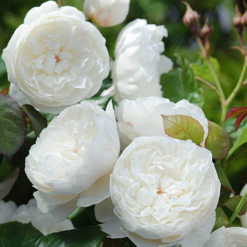 David Austin William and Catherine® English Shrub Rose (6-Litre Pot) image 0