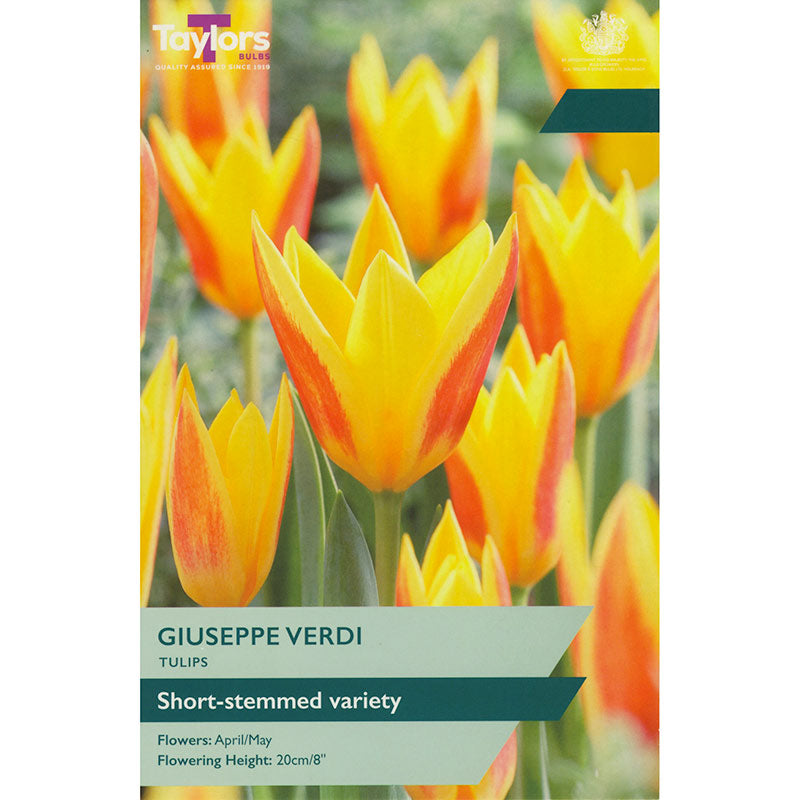 Tulip ‘Giuseppe Verdi’ (9 Bulbs) image 0