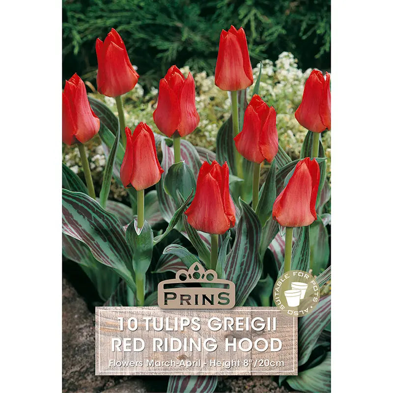 Tulip 'Red Riding Hood' (10 bulbs) image 0