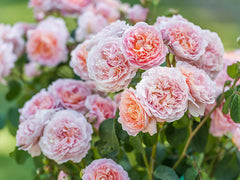 David Austin Eustacia Vye® English Shrub Rose (6-Litre Pot) image 0