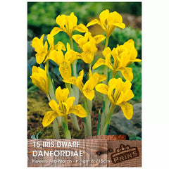 Iris danfordiae (15 bulbs) image 0