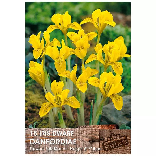 Iris danfordiae (15 bulbs) image 0