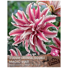 Lilium 'Oriental Double Magic Star' Bulbs image 0