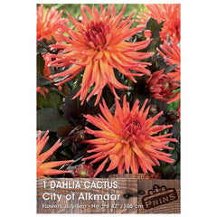 Dahlia Cactus 'City of Alkmaar' (1 tuber) image 0