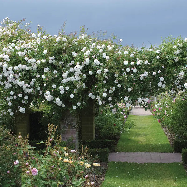 David Austin Adélaïde d'Orléans® English Rambling Rose (6-Litre Pot) image 2