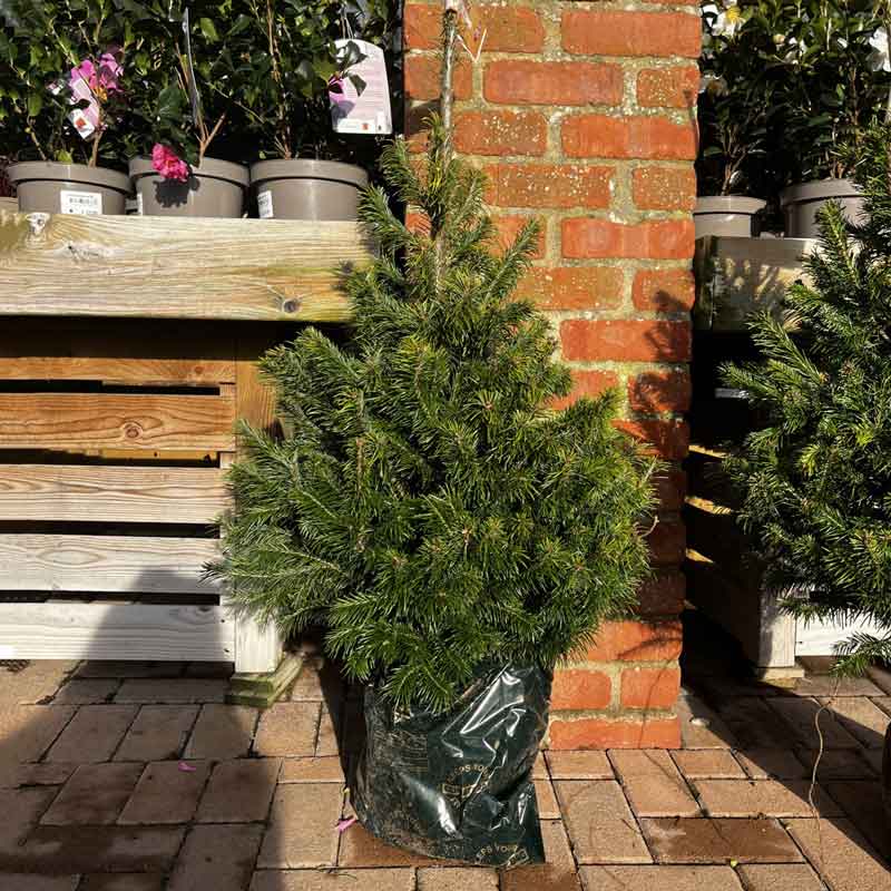 Needlefresh Sibirica Pot Grown Christmas Tree image 0