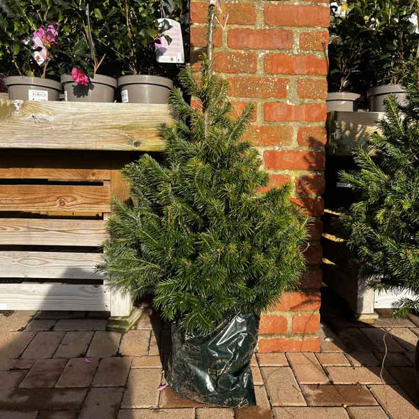 Needlefresh Sibirica Pot Grown Christmas Tree image 1