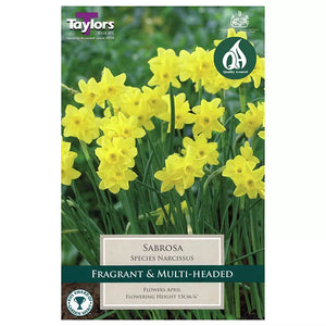 Narcissus 'Sabrosa' Daffodils (9 bulbs) image 0