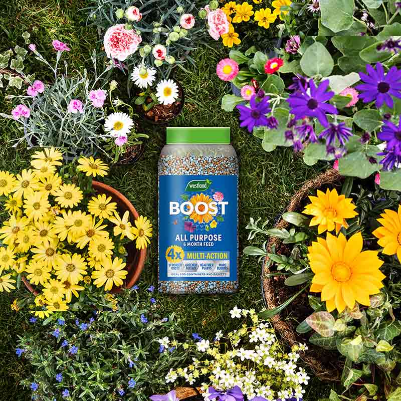 Westland Boost All Purpose Slow Release Plant Feed (750g) image 0