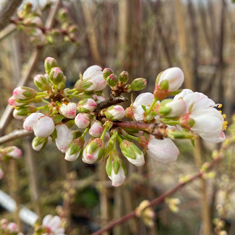 Prunus cerasifera ‘Princess’ Tree (Cherry Plum) (12-Litre Pot) image 0