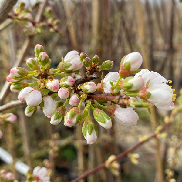Prunus cerasifera ‘Princess’ Tree (Cherry Plum) (12-Litre Pot) image 0