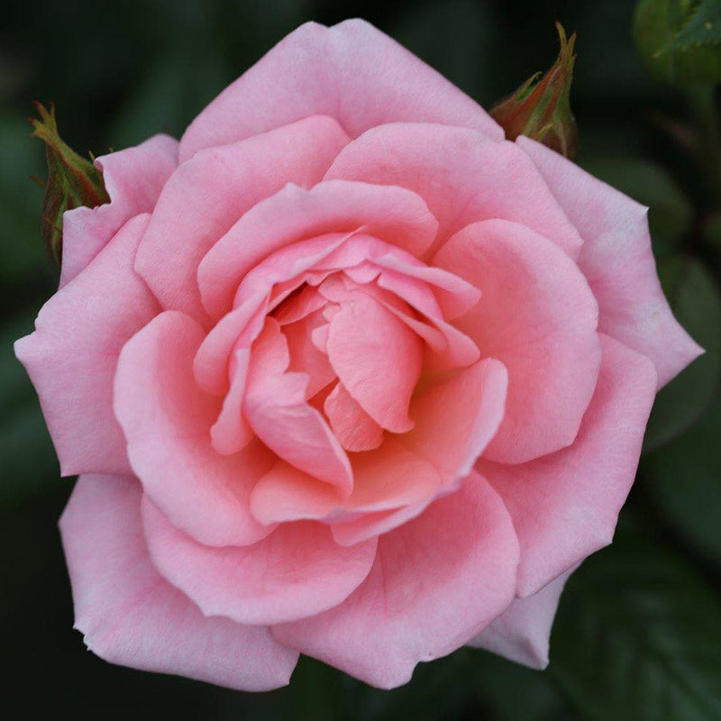 Whartons Roses ‘Star Performer’ Climbing Rose (4-Litre Pot) image 0