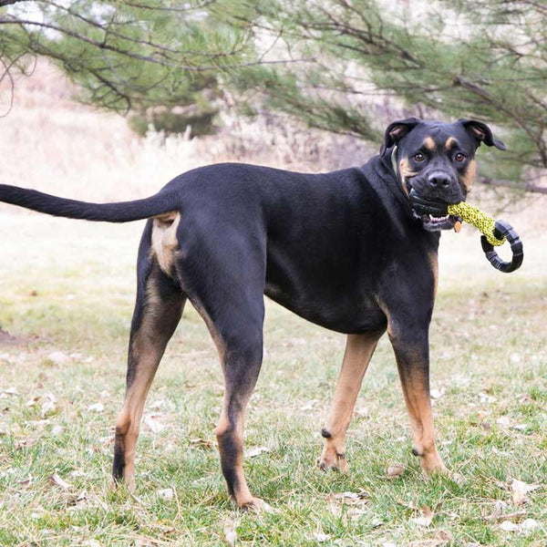 Kong Jaxx Braided Tug Toy image 2