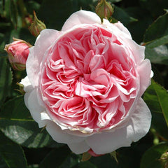Peter Beales ‘Dunham Massey’ Shrub Rose (4-Litre Pot) image 0