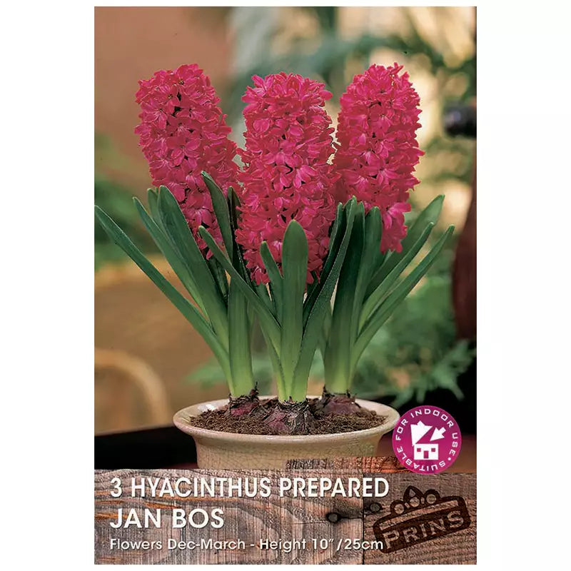 Hyacinth 'Jan Bos' (3 prepared bulbs) image 0