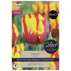 Tulip 'Helmar' (9 bulbs) image 0