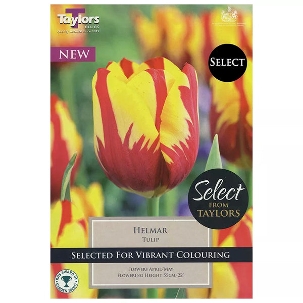 Tulip 'Helmar' (9 bulbs) image 0