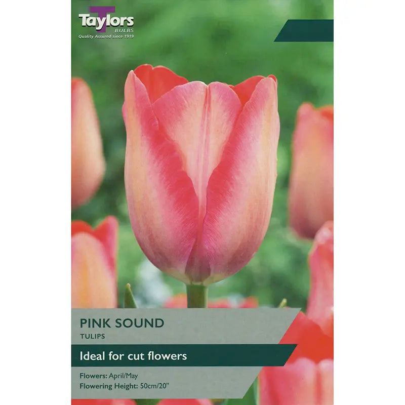 Tulip 'Pink Sound' (8 Bulbs) image 0