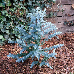 Eucalyptus gunnii Tree (Cider Gum) (12-Litre Pot) image 0