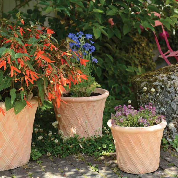 Woodlodge Terracotta Aladdin Pot image 3