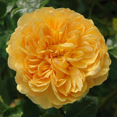 Peter Beales ‘Leah Tutu’ Shrub Rose (4-Litre Pot) image 0
