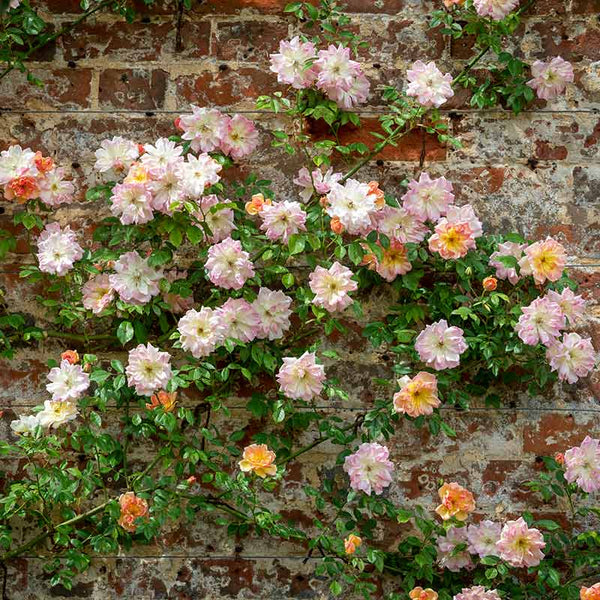David Austin Phyllis Bide® Rambling Rose (6-Litre Pot) image 3