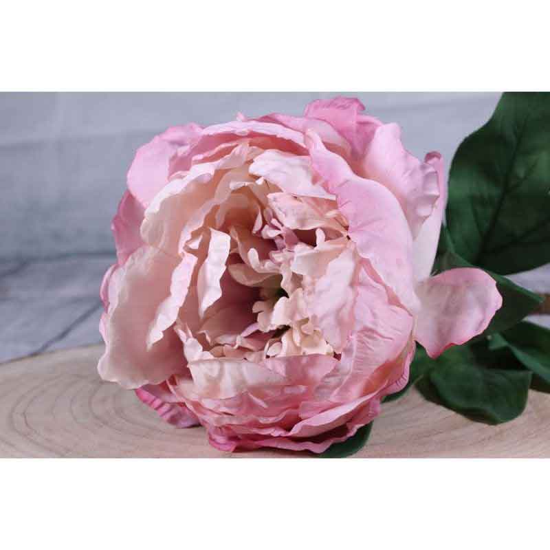 Single Antique Pink Peony Stem (71cm) image 0