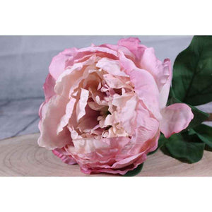 Single Antique Pink Peony Stem (71cm) image 1