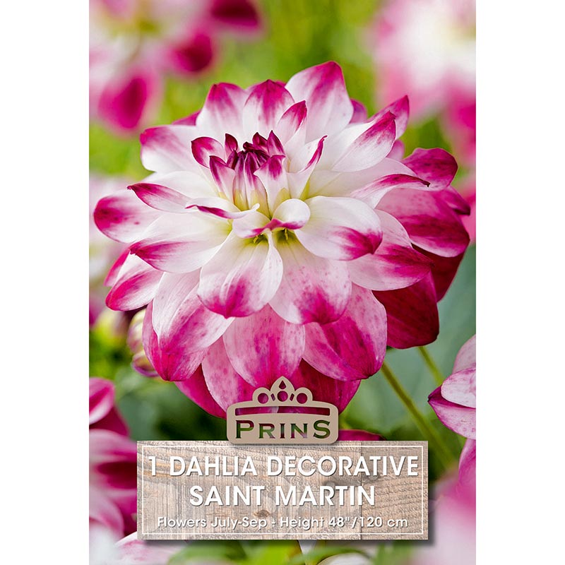 Dahlia Decorative 'Saint Martin' (1 tuber) image 0