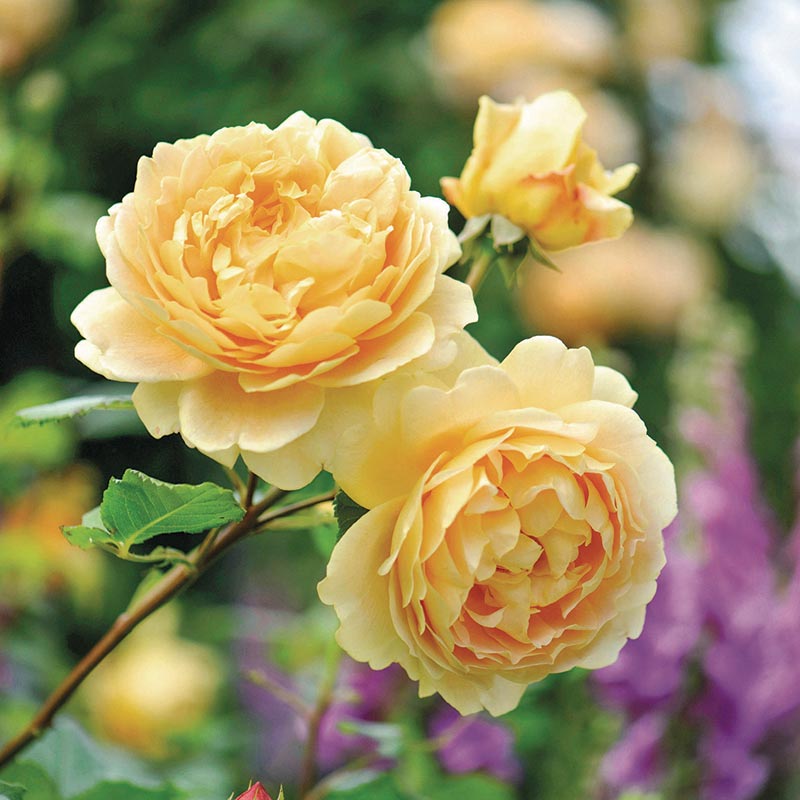 David Austin Golden Celebration® English Shrub Rose (6-Litre Pot) image 0