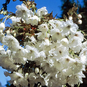 Prunus ‘Shizuka’ Cherry Blossom Tree (Fragrant Cloud) (12-Litre Pot) image 0