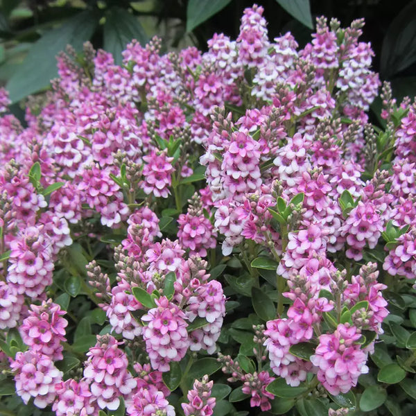 Hebe 'Pink Fizz' image 0