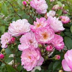 Peter Beales ‘Lavender Siluetta’ Rambling Rose (4-Litre Pot) image 0