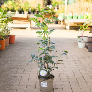 Camellia japonica 'April Remembered' (3 litre pot) image 0