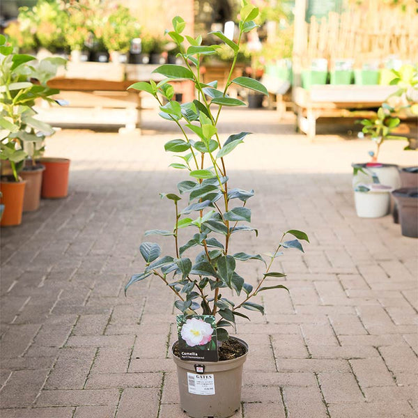Camellia japonica 'April Remembered' (3 litre pot) image 0