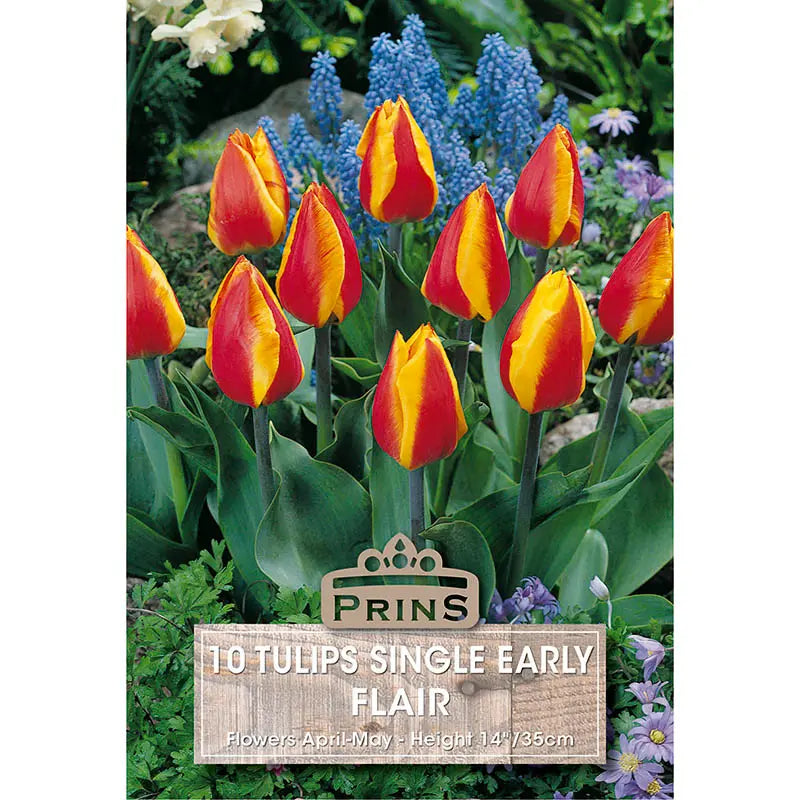 Tulip 'Flair' (10 bulbs) image 0