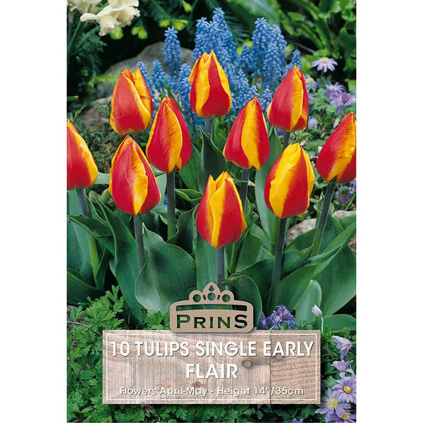 Tulip 'Flair' (10 bulbs) image 0