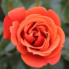 Whartons Roses ‘One Love’ Bush Rose (3-Litre Pot) image 0