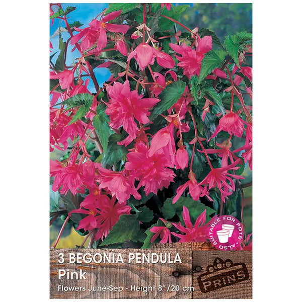 Begonia 'Pendula Pink' (3 tubers) image 0